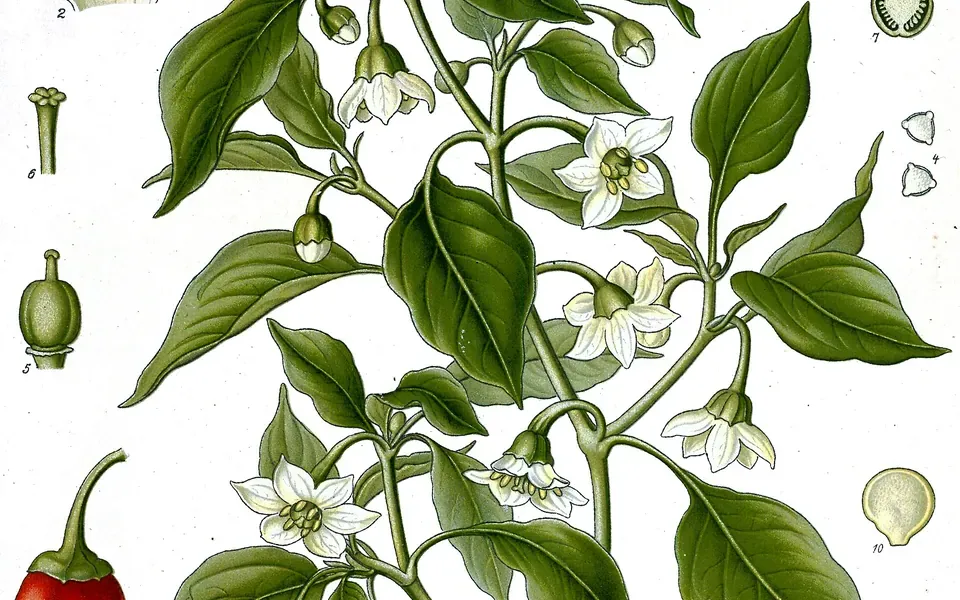 Piment, photographie de la plante