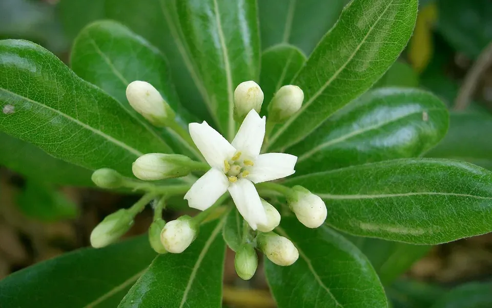 Pittosporum, photographie de la plante