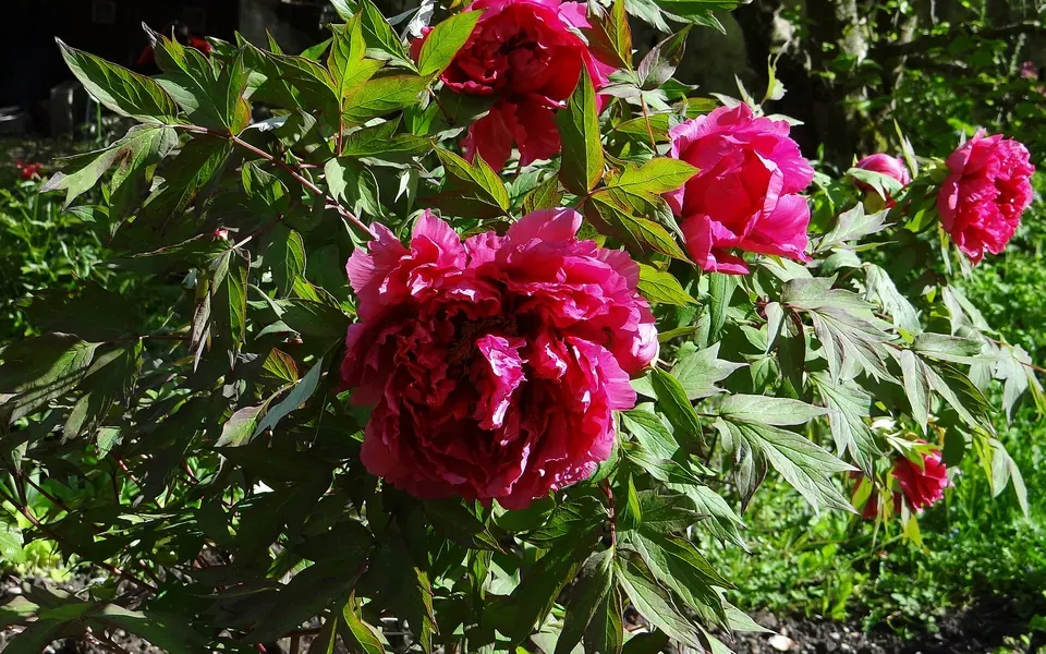 Pivoine arbustive, photographie