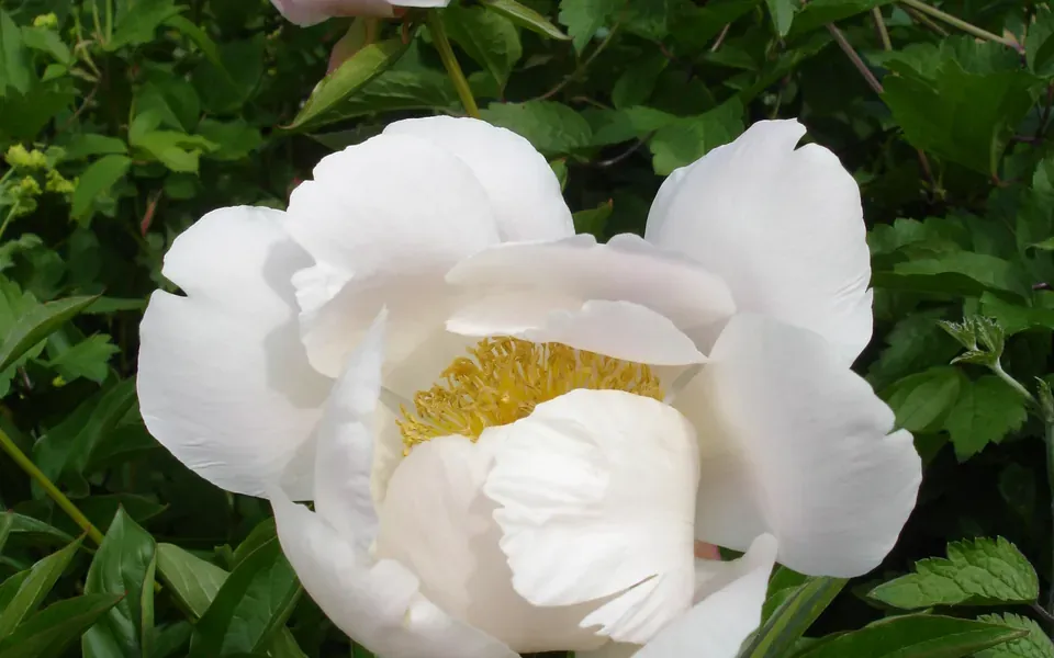 Pivoine herbacée, photographie