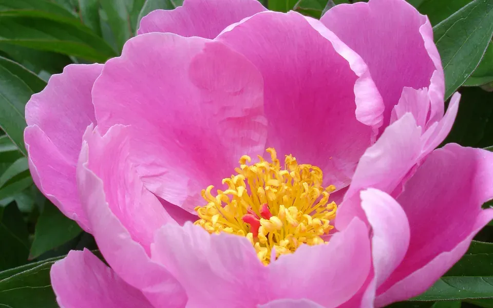 Pivoine, photographie de la plante