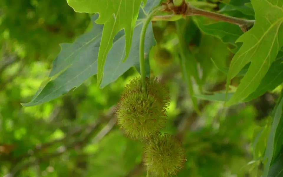 Platane, photographie de la plante