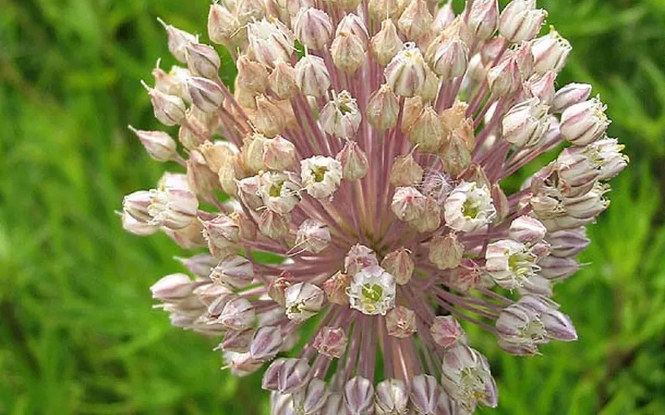 Poireau d'été, photographie