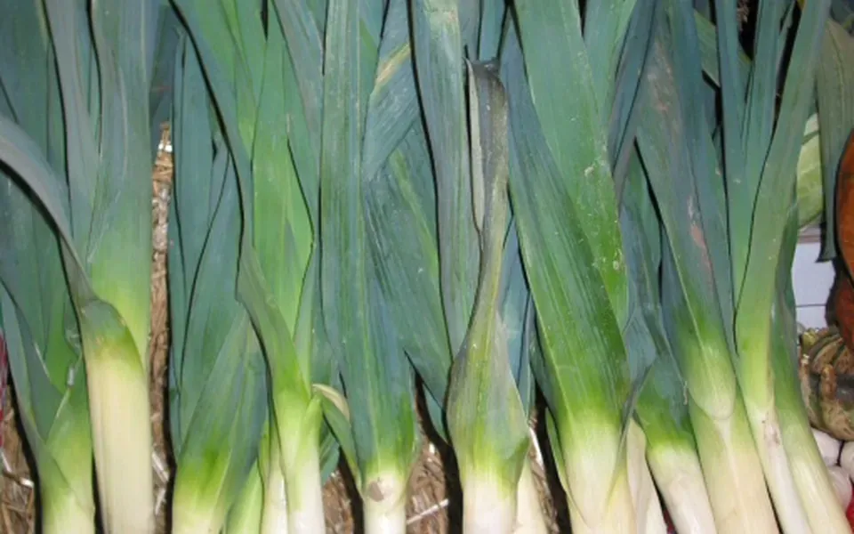 Poireau, au jardin