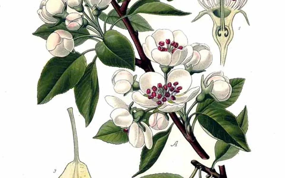 Poirier, au jardin