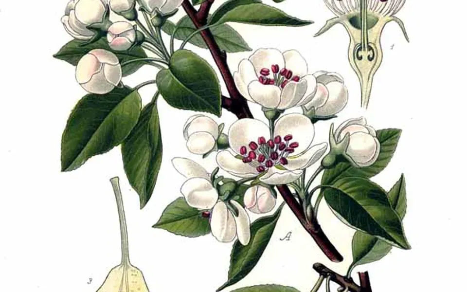Poirier, photographie de la plante