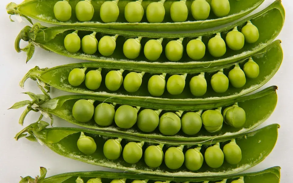 Pois, photographie de la plante
