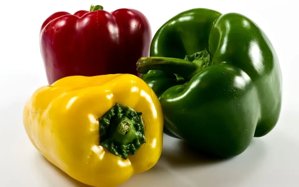 Poivron, photographie de la plante
