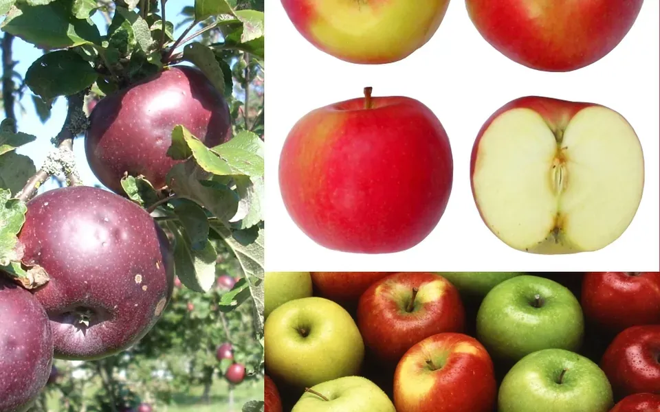 Pomme, au jardin