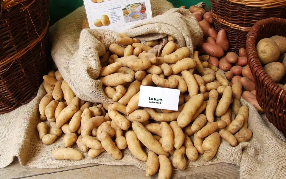 Pomme de terre Ratte, photographie