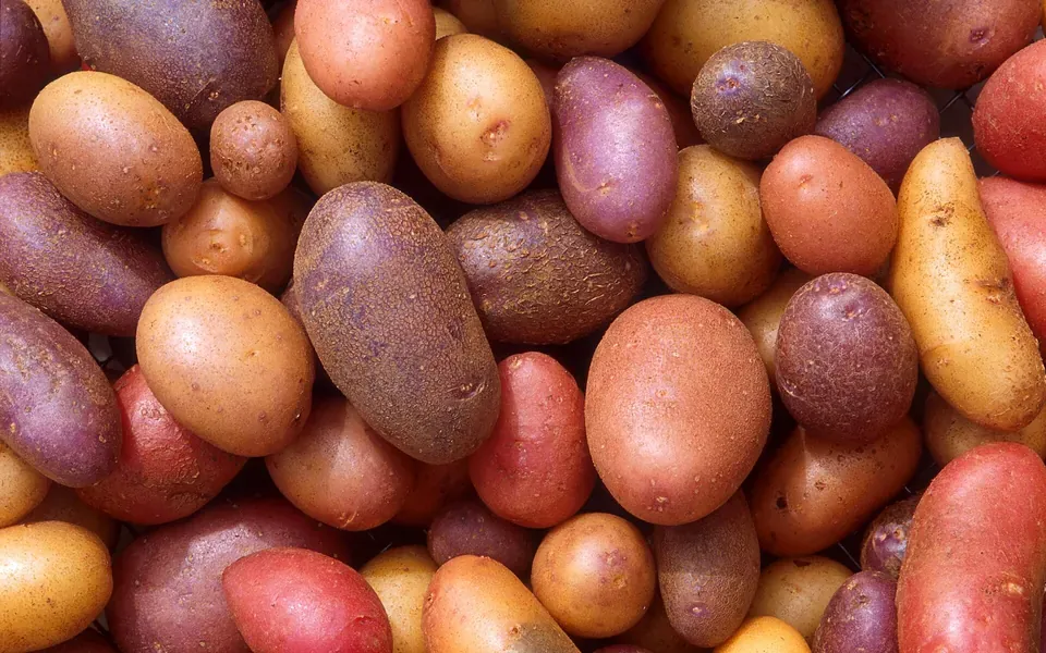 Pomme de terre, photographie