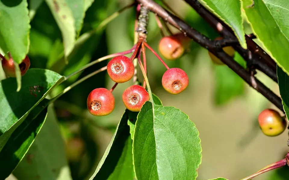 Pommetier, photographie de la plante