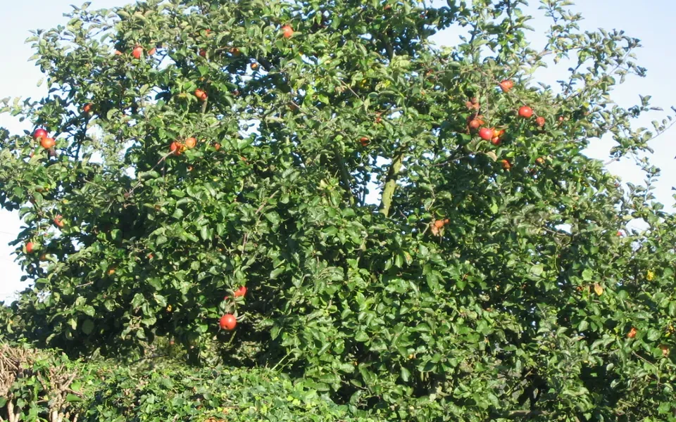 Pommier, au jardin