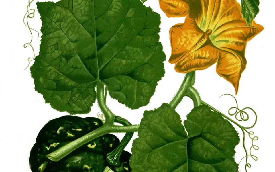 Potiron, photographie de la plante