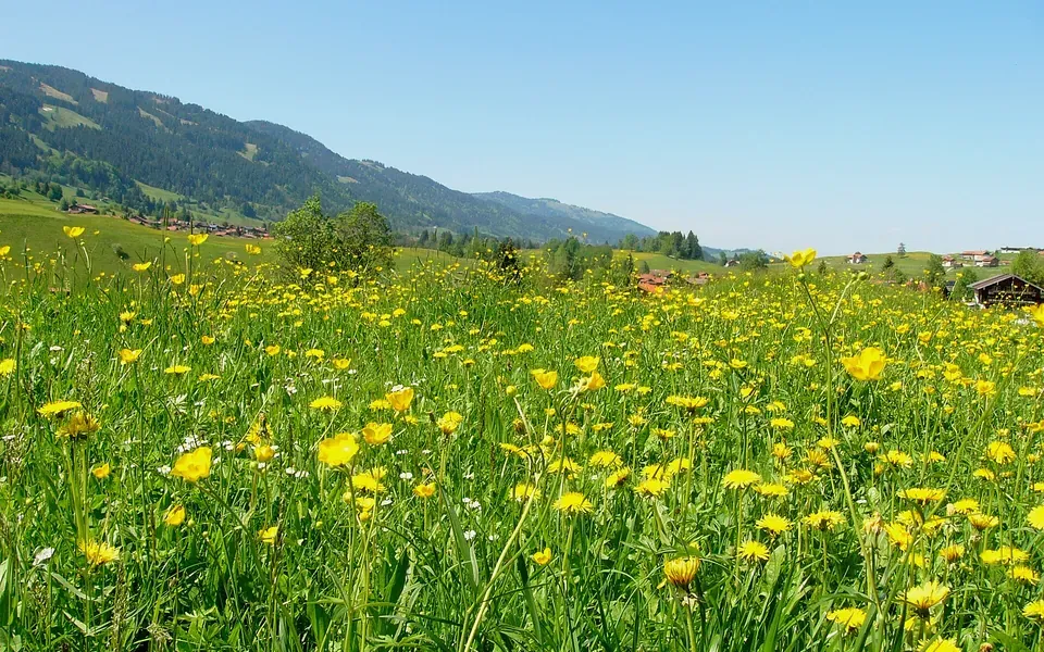 Prairie fleurie, photographie