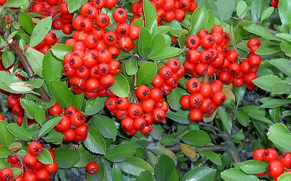 Pyracantha, photographie de la plante