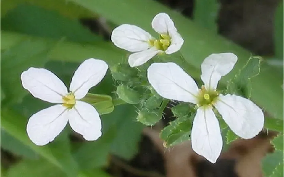 Radis, au jardin