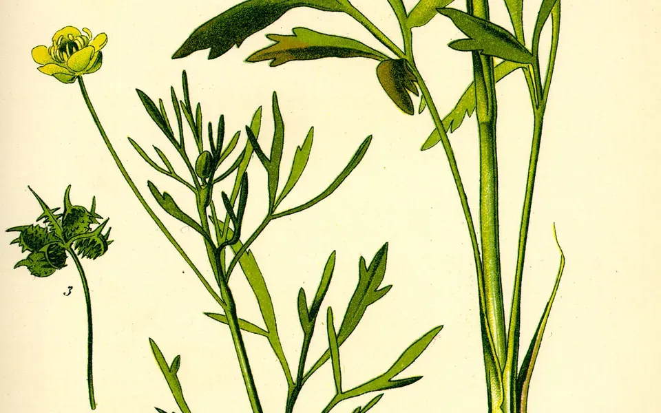 Renoncule, photographie de la plante