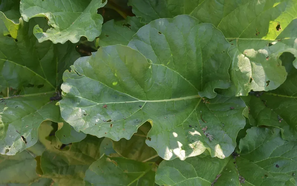 Rhubarbe, photographie de la plante