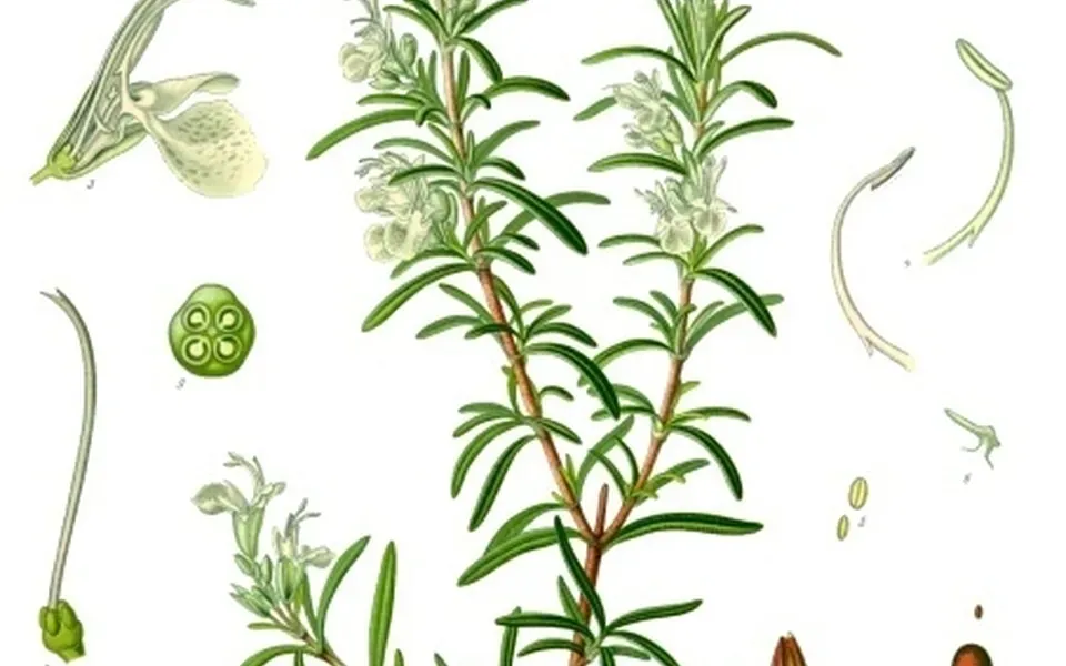 Romarin, photographie de la plante