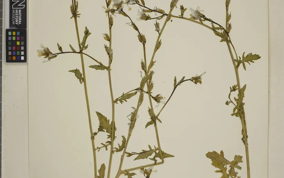 Roquette, photographie de la plante