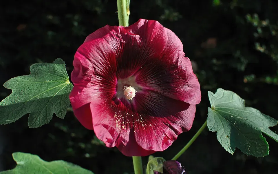 Rose trémière, photographie