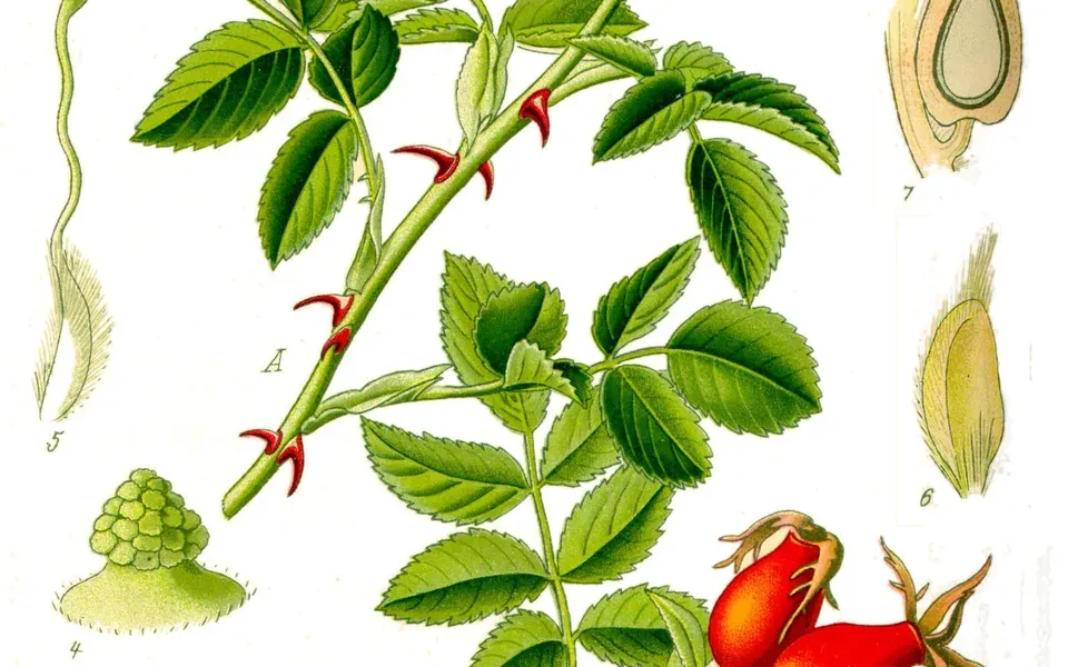 Rosier, au jardin