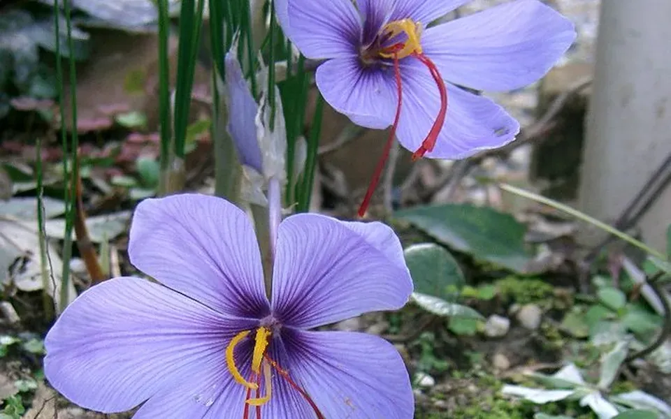 Safran, photographie de la plante