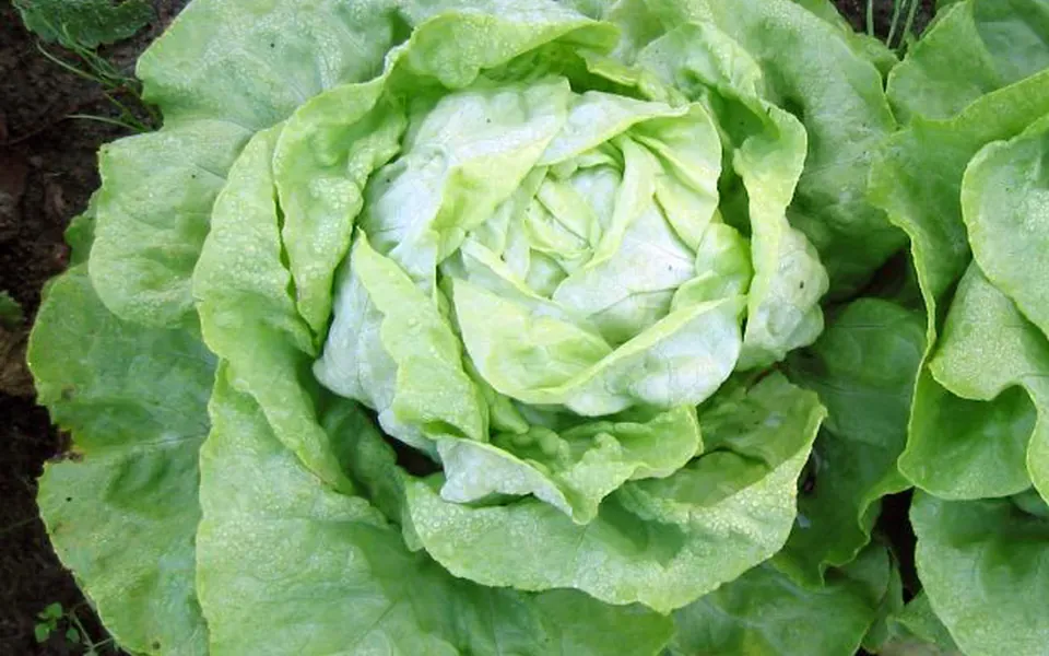 Laitue au potager