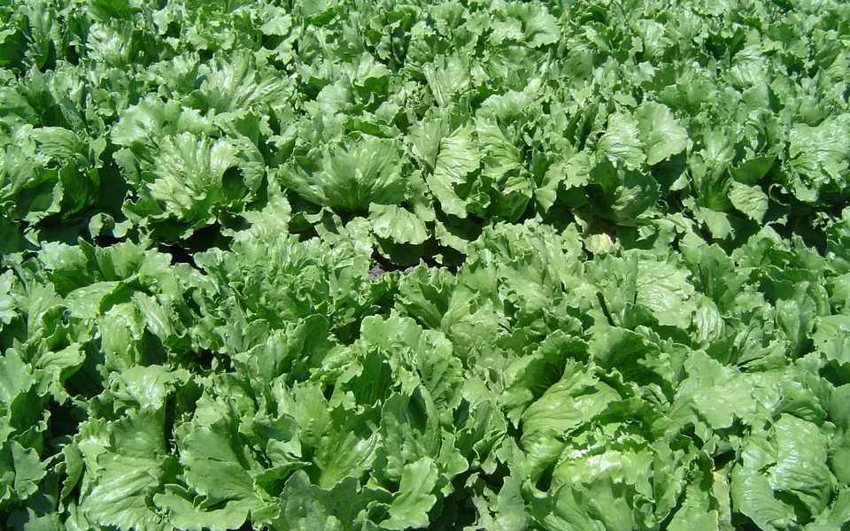 Salade, photographie de la plante
