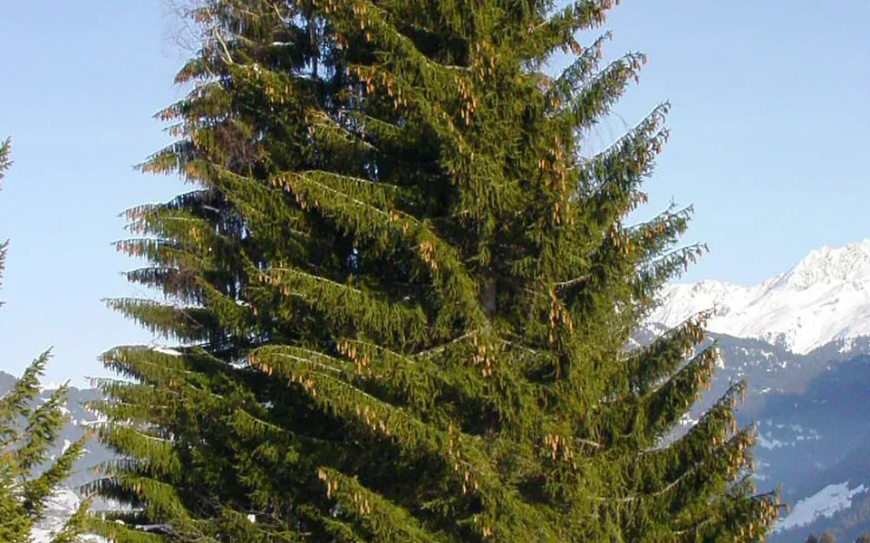 Sapin, photographie de la plante