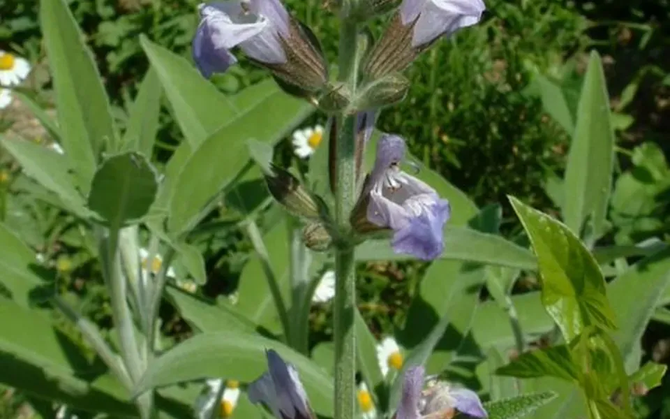 Sauge officinale, photographie