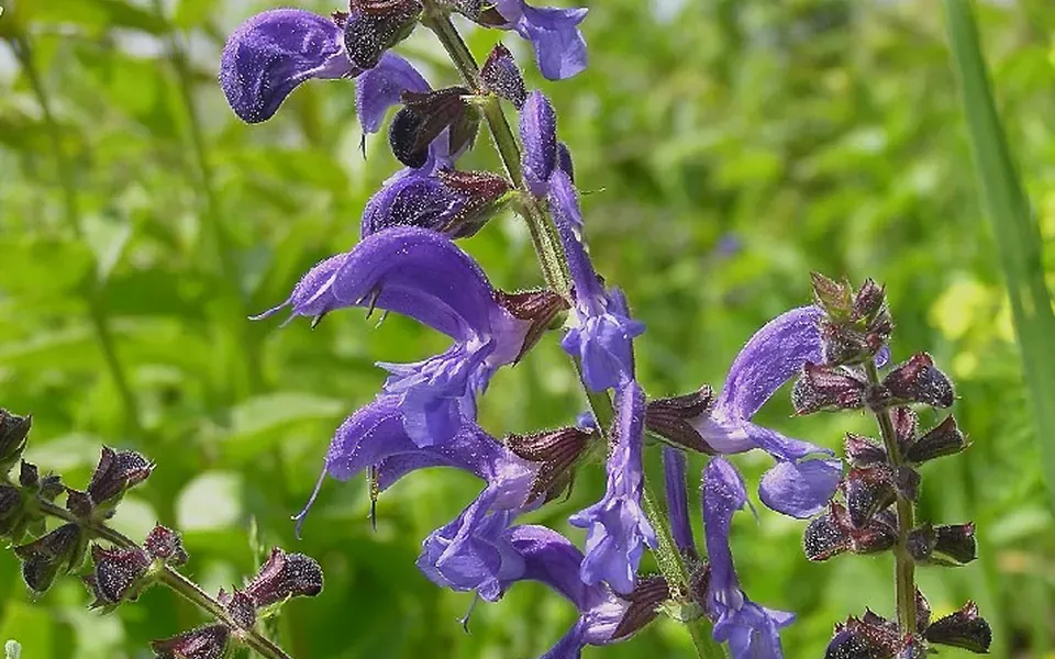 Sauge, photographie de la plante