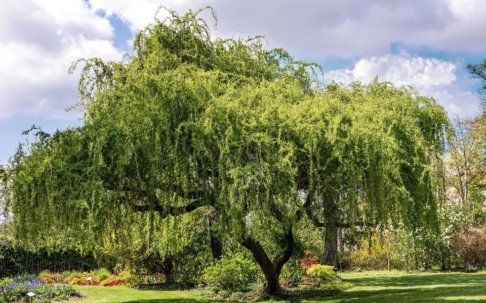 Saule pleureur, photographie