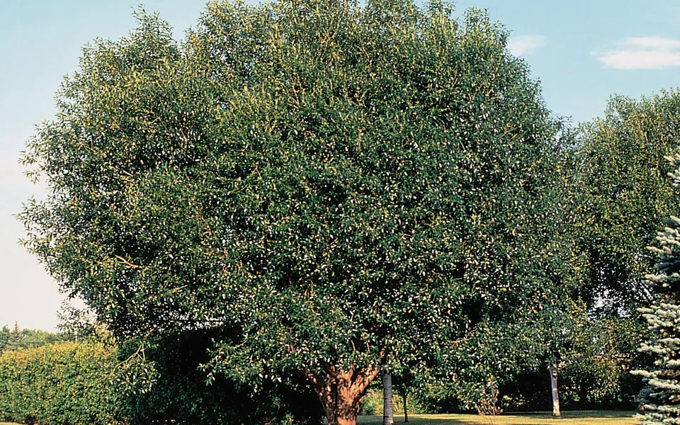 Saule, photographie de la plante