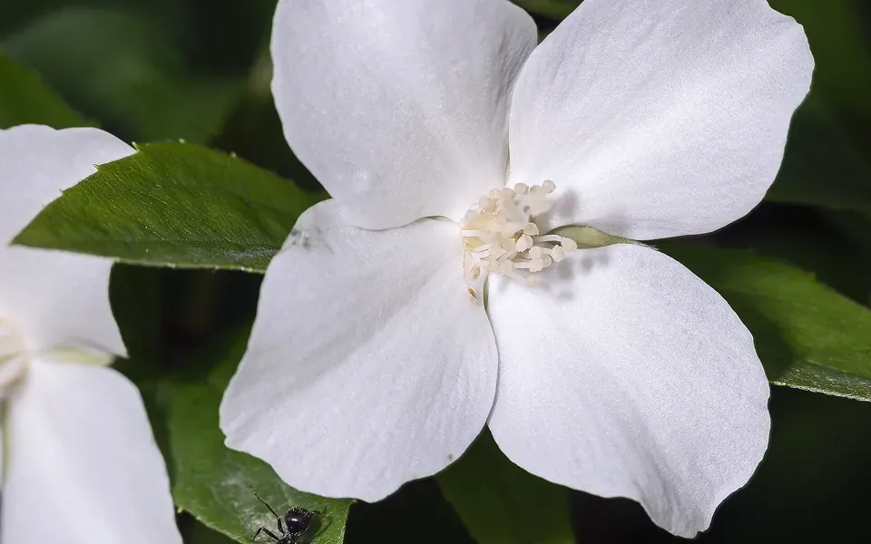 Seringat, photographie de la plante