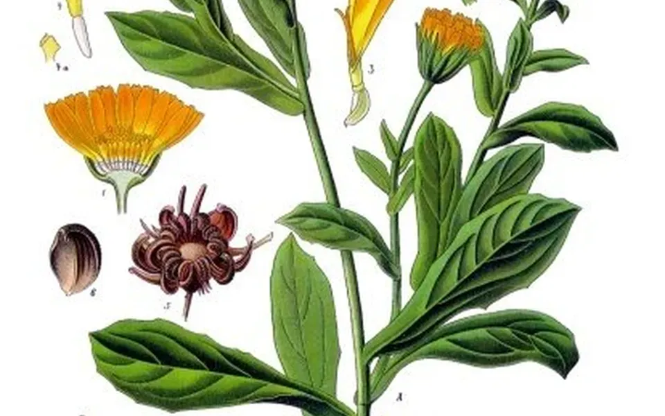 Souci officinal en fleur