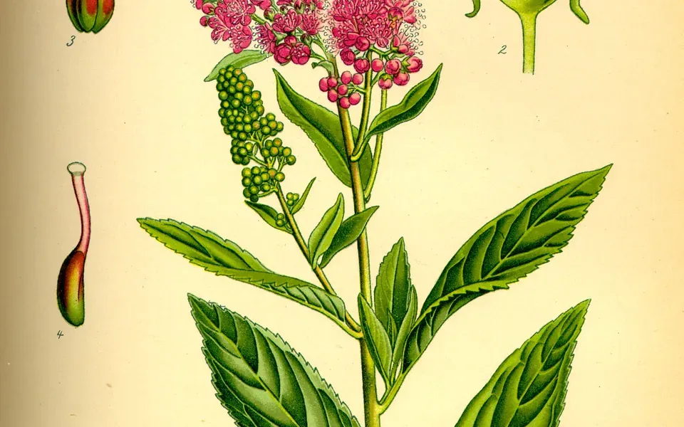 Spirée, photographie de la plante