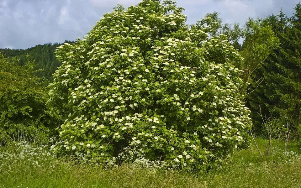 Sureau, photographie de la plante