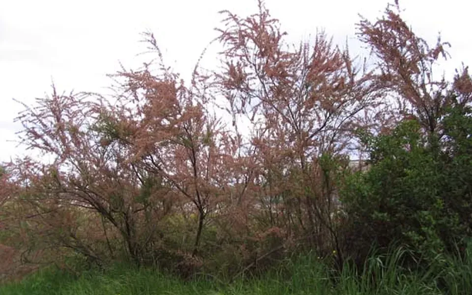 Tamaris, photographie de la plante