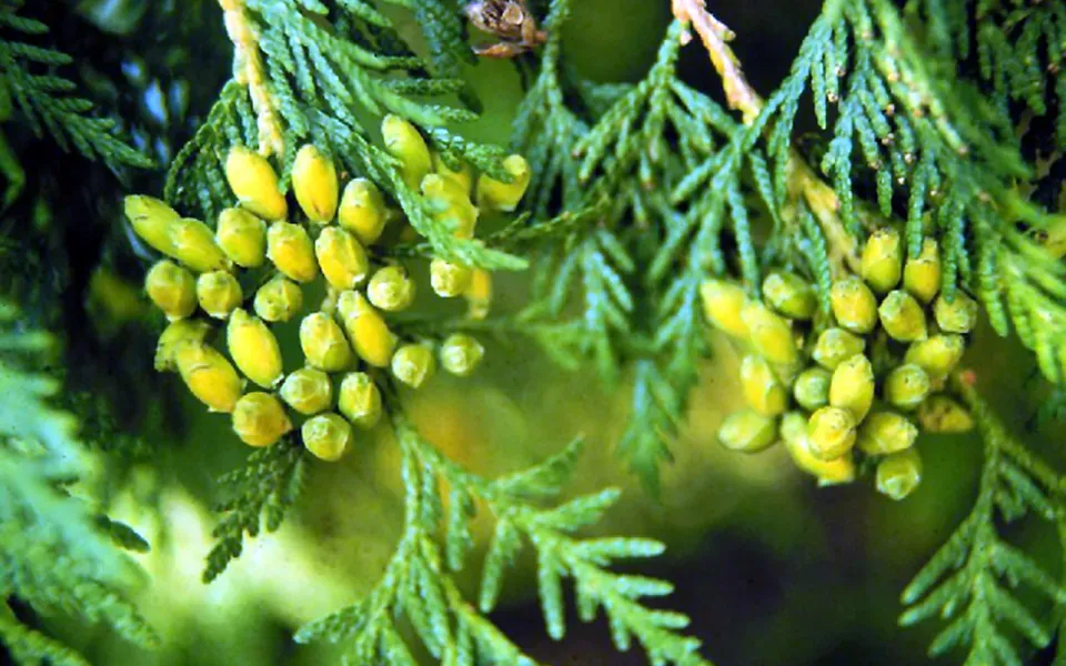 Thuya, photographie de la plante