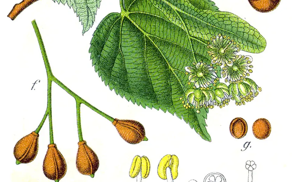 Tilleul, photographie de la plante