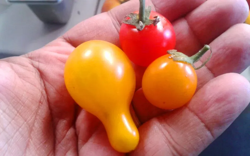 Tomate cerise, photographie