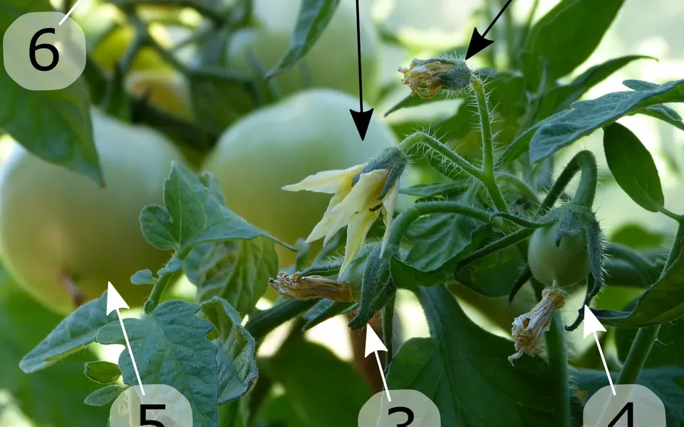 Tomate, au jardin
