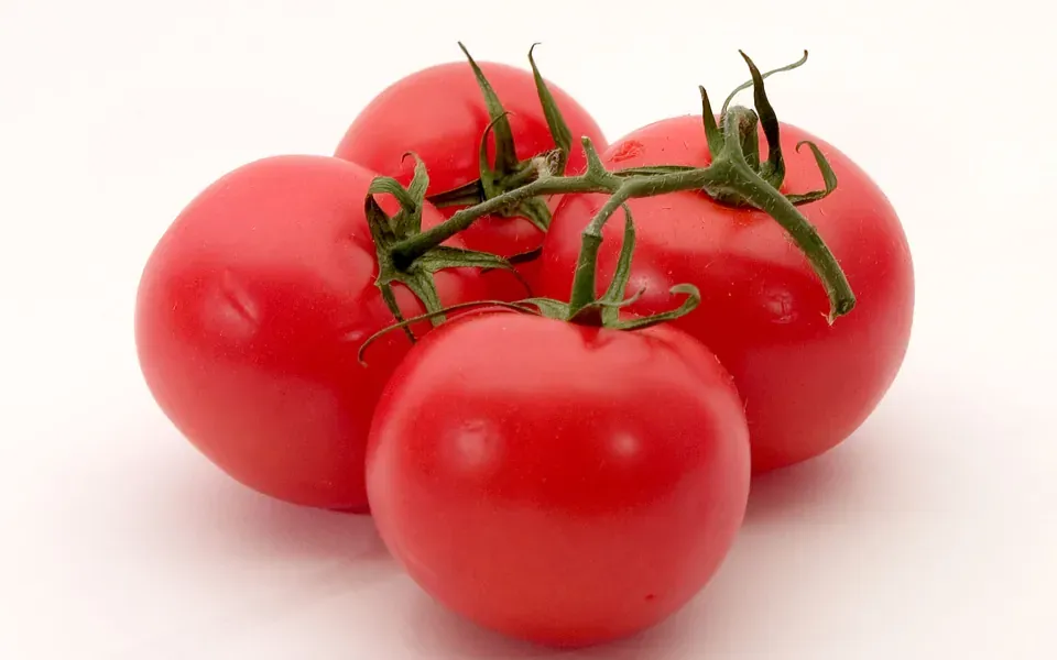 Tomate, photographie de la plante