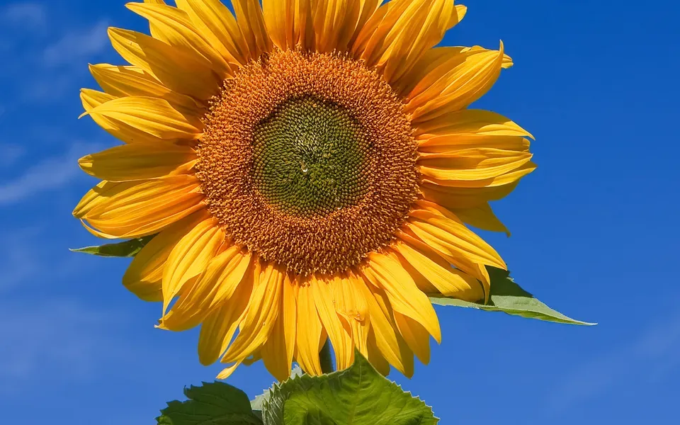 Tournesol, photographie de la plante