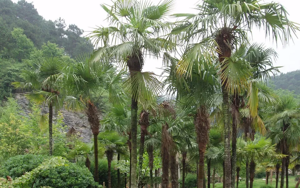 Trachycarpus fortunei, photographie