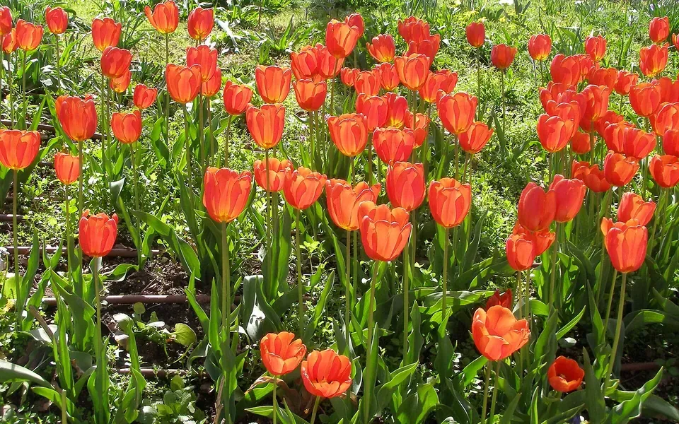 Tulipe, photographie de la plante