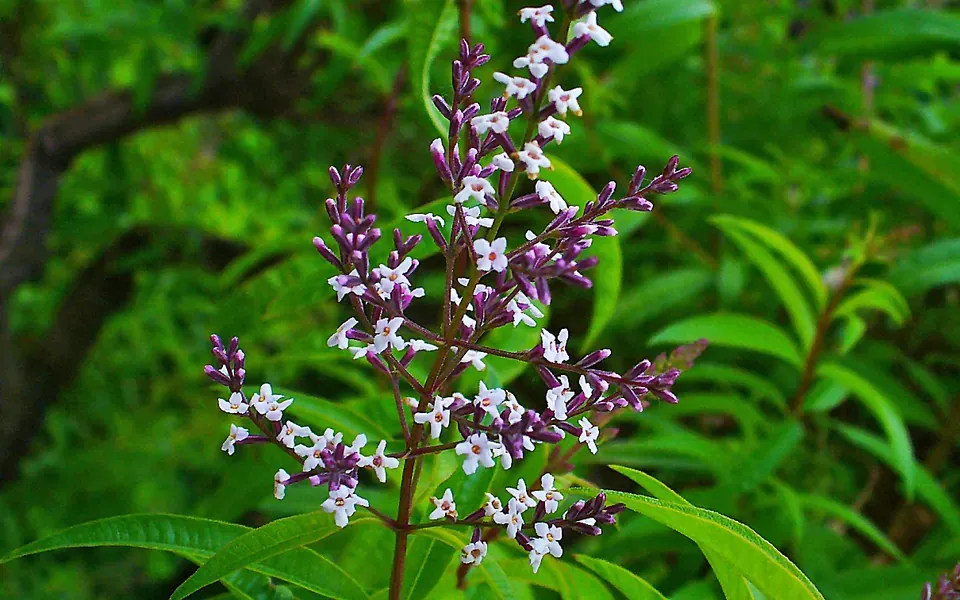 Verveine citronnelle, photographie