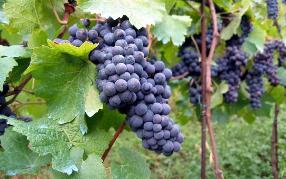Vigne, au jardin